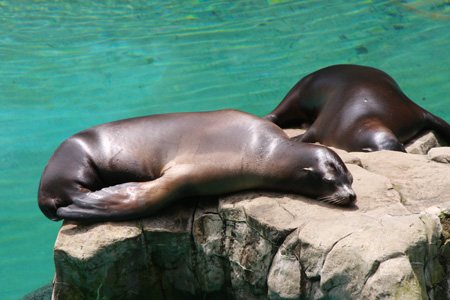 These sea lions made me sleepy just looking at them! They make that rock look really comfy...