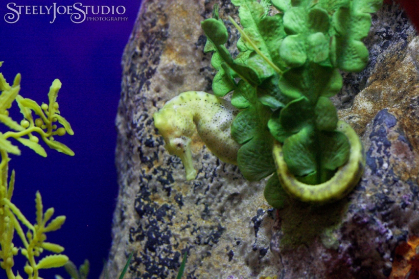 seahorse at the tampa bay aquarium