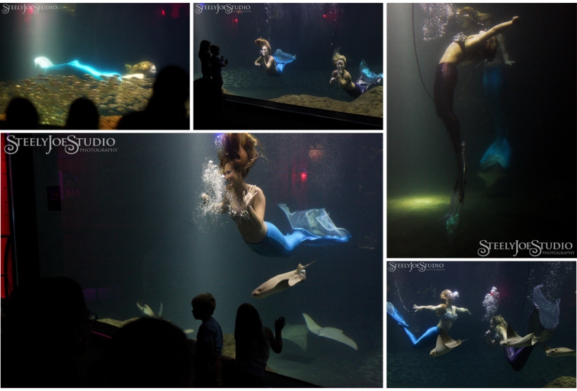 mermaids at Tampa Bay Aquarium